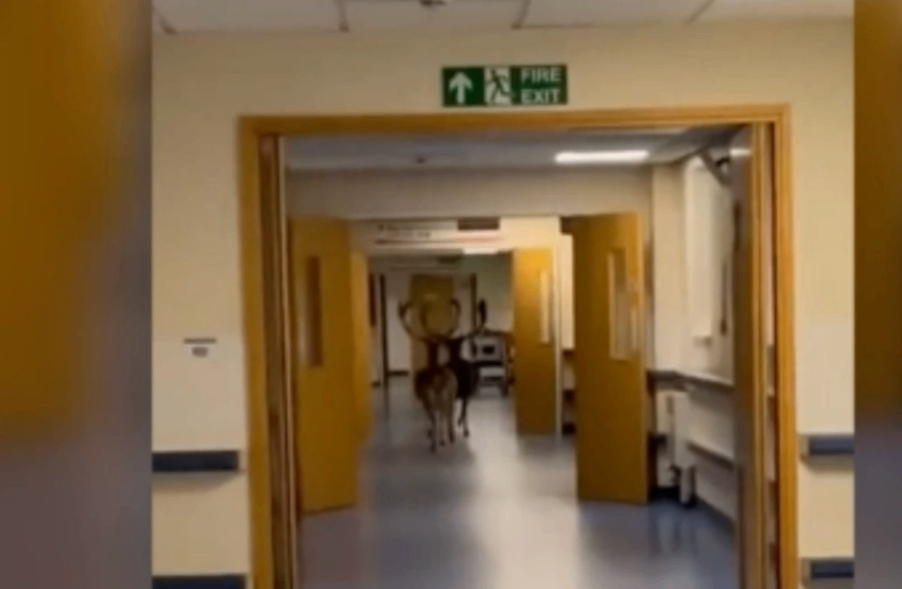 بیمارستان Derriford میزبان گوزن های ناخوانده