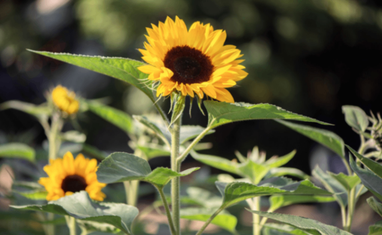 تجربة فريدة من نوعها  في حقول عباد الشمس