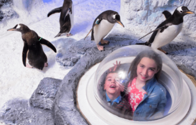 دخول مجاني إلى London Aquarum