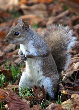 مهرجان مليء بالبرامج الفنية المتنوعةصيد السناجب الرمادية لطهي البرغر