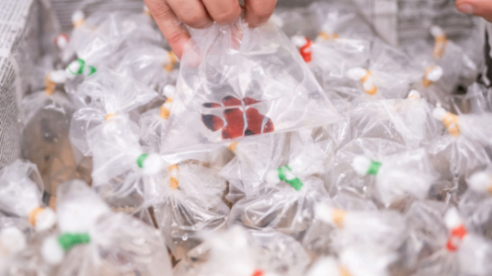 ورود هزاران حیوان به بریتانیا از طریق فرودگاه Heathrow 