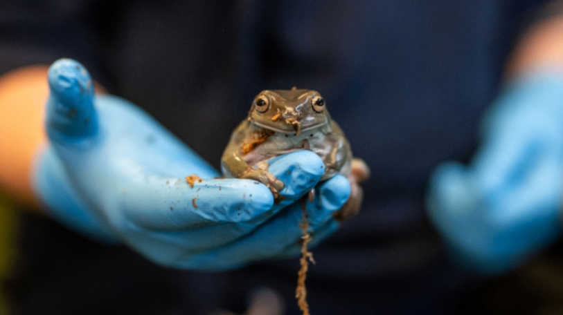 ورود هزاران حیوان به بریتانیا از طریق فرودگاه Heathrow 