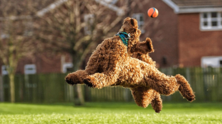 برندگان رویداد Comedy Pet Photography اعلام شد!