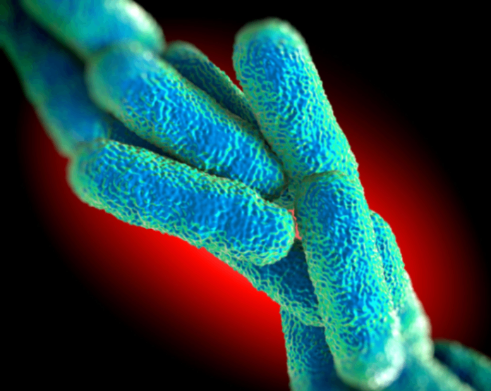 وزير الصحة: ​​رغم البكتيريا القاتلة يجب إعادة طالبي اللجوء إلى السفينة.