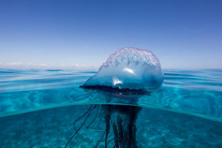 الوحش البحري البرتغالي الخطير Man O'War قبالة سواحل ديفون