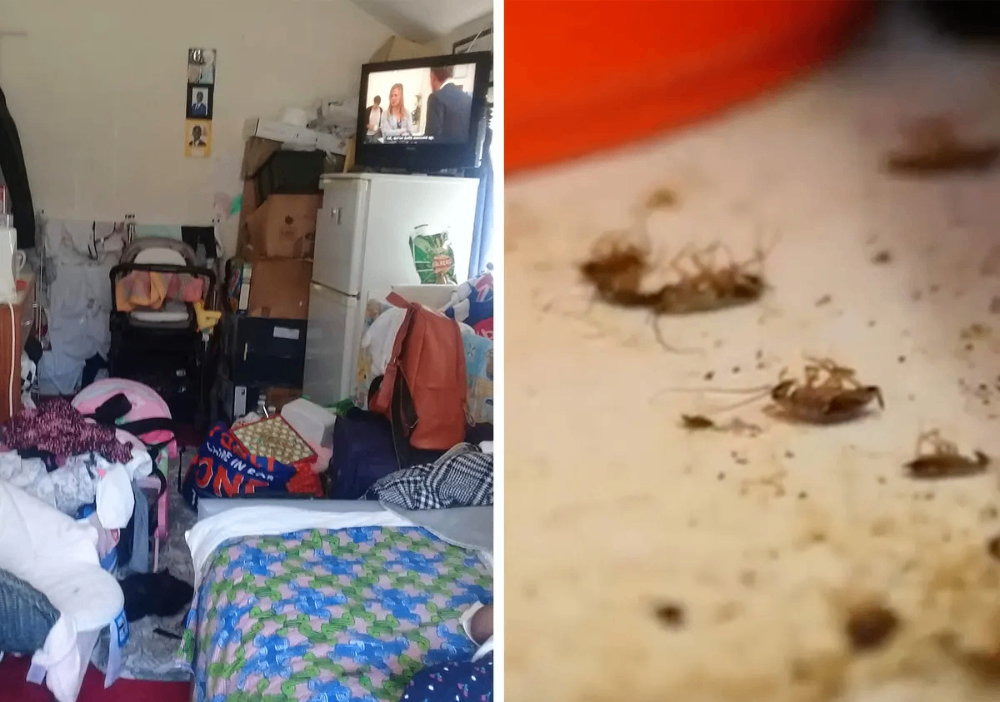 صراع اللاجئ مع الحقائق غير المتوقعة: الحشرات والاكتئاب والاستقلال الفردي