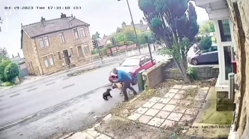 یک راننده BMW سگی را که در حال حمله به مردی بود زیر گرفت