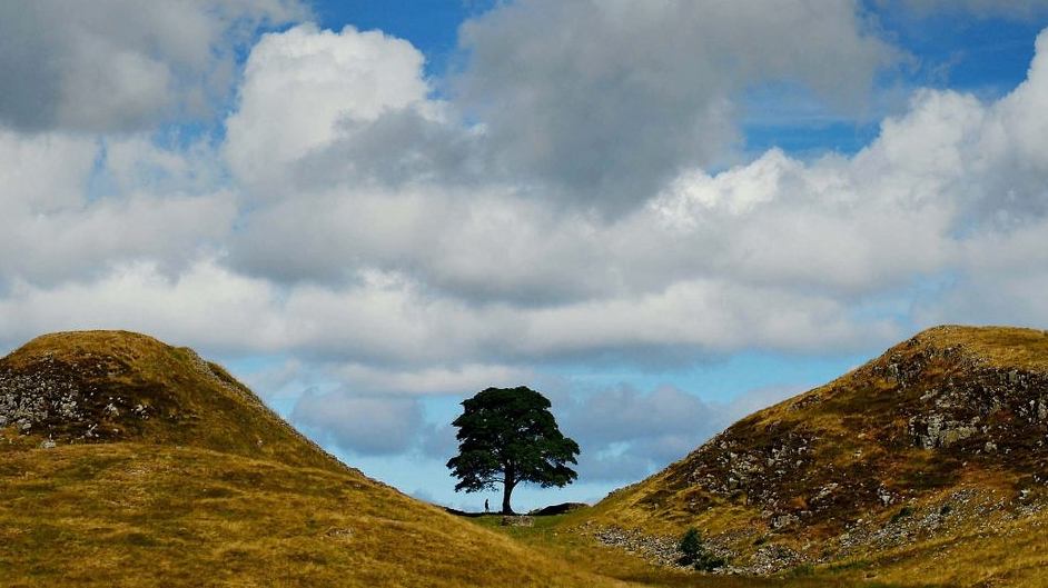 درخت معروف دره Sycamore توسط یک خرابکار احمق در انگلستان بریده شد