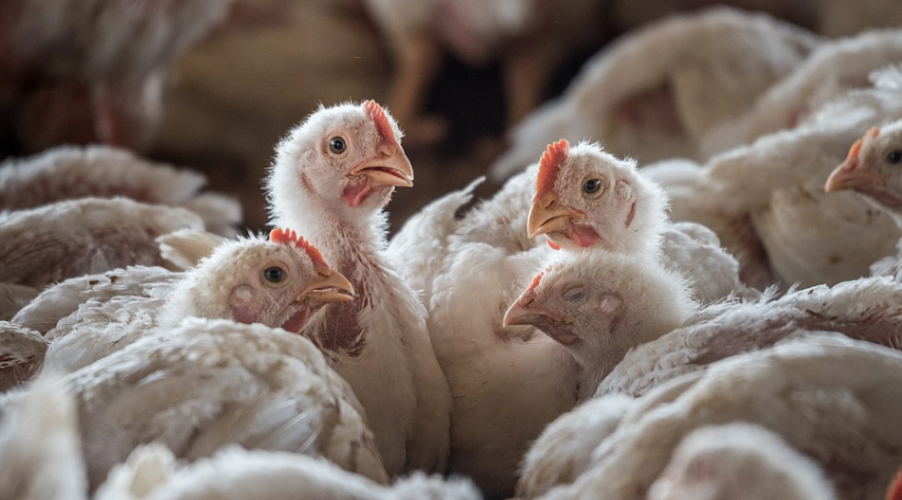 تصاویر آزار دهنده از رفتار یک مرغداری در بریتانیا با مرغ ها