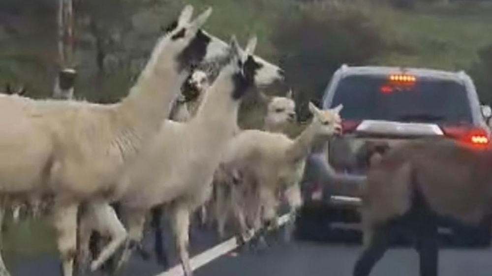 فرار دسته جمعی لاماها از مزرعه در شمال بریتانیا