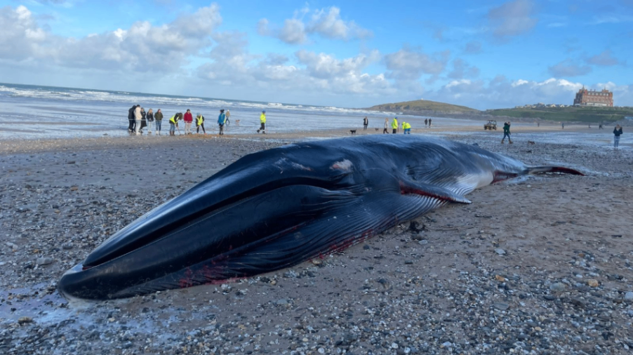 مشاهده جسد یک نهنگ بزرگ در ساحل Cornwall