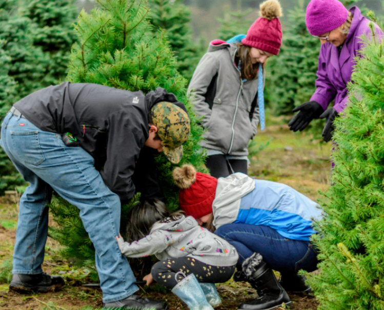 درخت کریسمس خود را از این مزارع خودتان انتخاب کنید