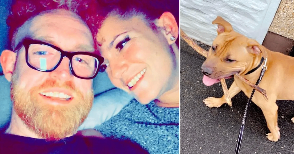 سگ نژاد XL Bully به صاحب خود در حین آمیزش جنسی حمله کرد