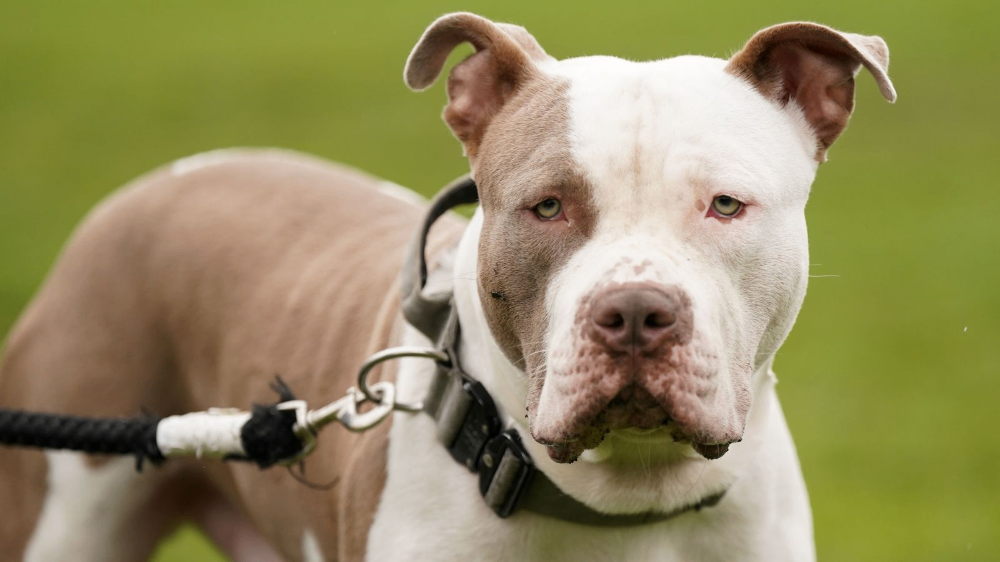 یک سگ از نژاد امریکن بولی در Eccles پس از حمله به یک زن و مجروح کردن او توسط پلیس کشته شد